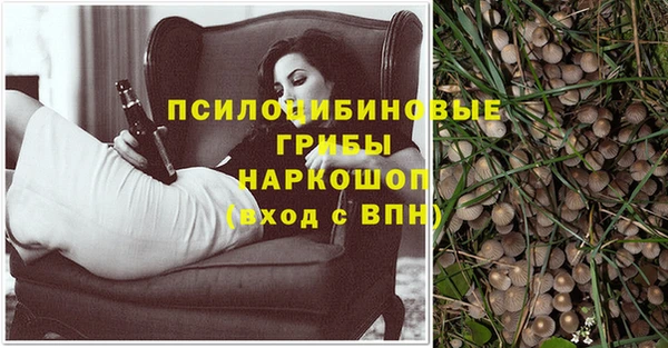 индика Новозыбков